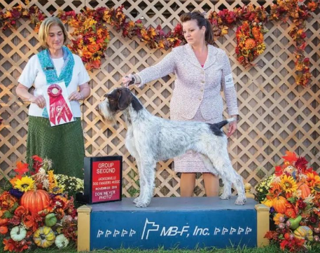 每日一王者“Dickie”——年轻的美国AKC德国刚毛指示犬公犬NO1