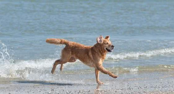 依比沙猎犬怎么挑选？怎么样？这些细节很实用