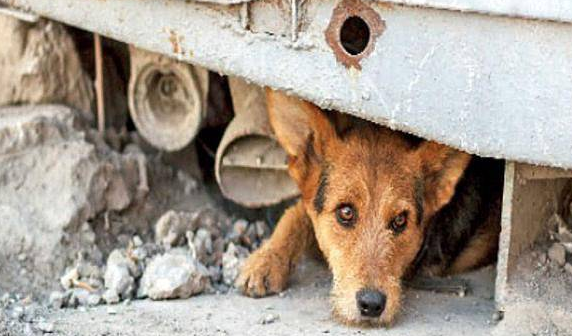 比特犬在自然保护区出没,引游客网友热议:流浪狗该如何救助? 比特犬在自然保护区出没,引游客网友热议:流浪狗该如何救助?