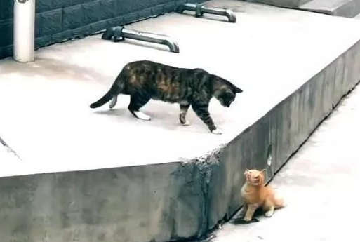 流浪猫的真实生活,为了小猫安全,猫妈妈愿意付出任何代价 流浪猫的真实生活,为了小猫安全,猫妈妈愿意付出任何代价