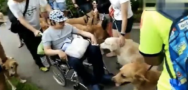 生病的时候,你绝对会需要这样的一只大金毛 生病的时候,你绝对会需要这样的一只大金毛