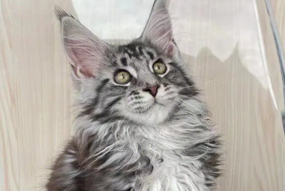 缅因猫为什么像猞猁