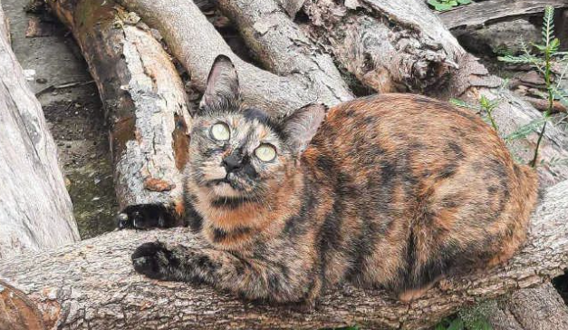 养只猫，颜色跟木头很接近，它一跑进木头里，根本找不着！