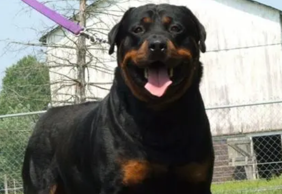 罗威纳犬流口水 犬的身体没有汗腺