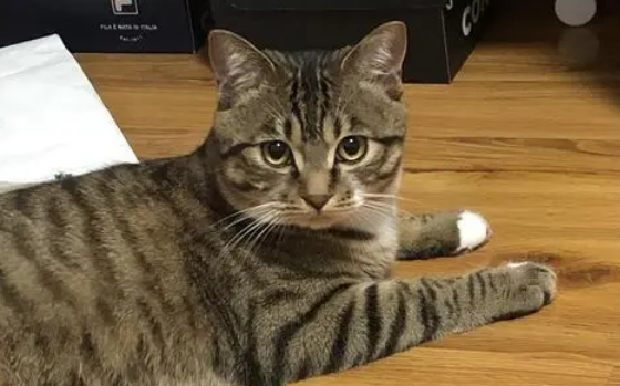 最便宜的猫是什么猫