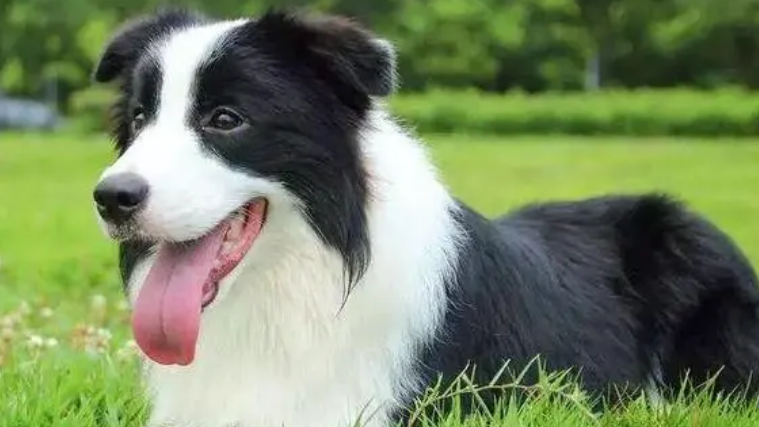 边境牧羊犬多少钱一只
