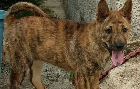 没人要的田园虎斑犬被领养到国外，一段时间后，它竟然成了一个小明星！