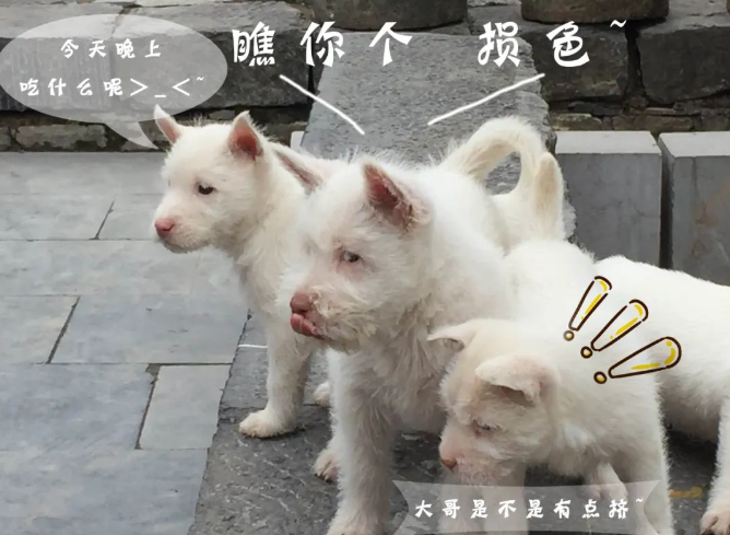 赶紧围观!下司古镇来了群无敌小可爱 赶紧围观!下司古镇来了群无敌小可爱
