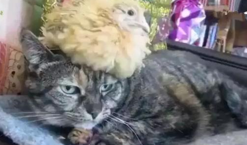 虎斑猫每天把小鸡当枕头,等它长大后开始报复猫咪,笑喷了! 虎斑猫每天把小鸡当枕头,等它长大后开始报复猫咪,笑喷了!