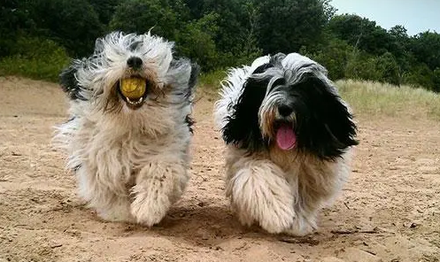 波兰低地牧羊犬的养护常识 注意养护美容 波兰低地牧羊犬的养护常识 注意养护美容