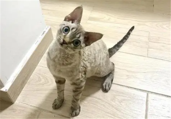 柯尼斯猫和德文猫对比 柯尼斯猫和德文猫对比