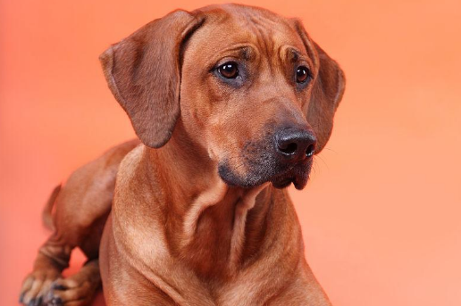 罗得西亚脊背犬：AKC认证下的优秀品种！
