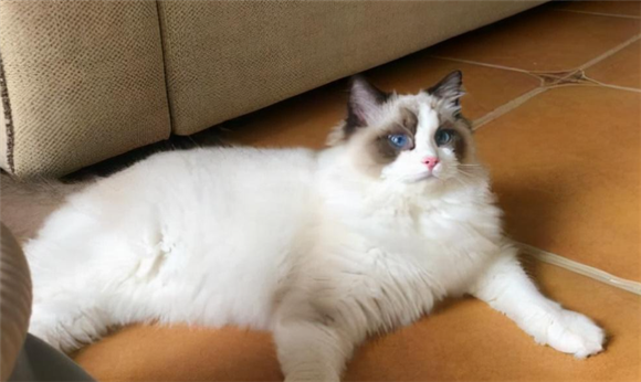 新手可以养布偶猫吗 新手可以养布偶猫吗
