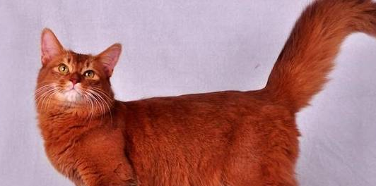 棕红色的猫有哪些品种