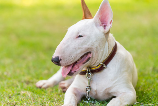 斗牛梗是不是烈性犬