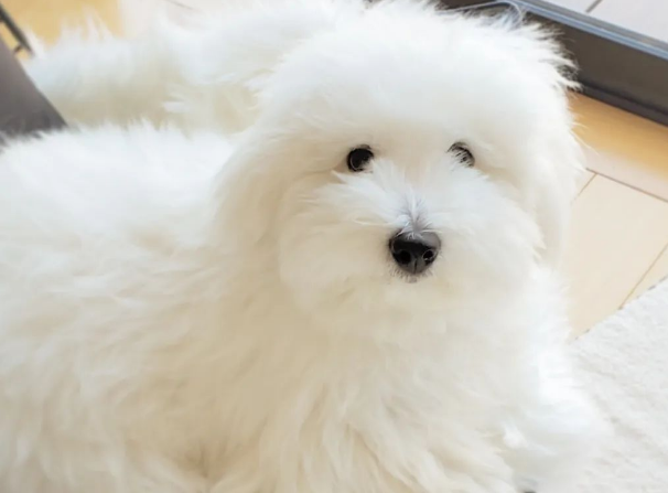 百科 | 棉花面纱犬，一只抗抑郁的“棉花糖”