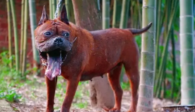 这几种“国产猎犬”都很厉害,可惜数量已经不多了! 这几种“国产猎犬”都很厉害,可惜数量已经不多了!