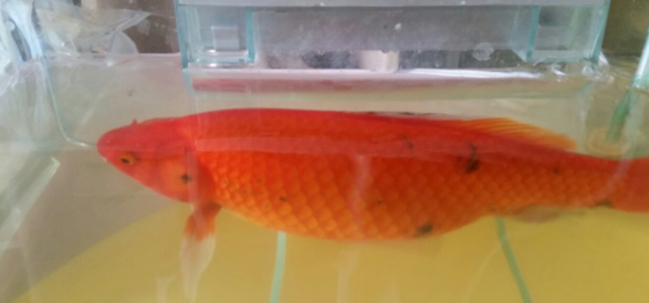 鱼得了黑斑病会死吗?