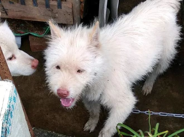 下司犬夹断半截后腿后,被主人嫌弃,狗肉价卖给了贩子 下司犬夹断半截后腿后,被主人嫌弃,狗肉价卖给了贩子