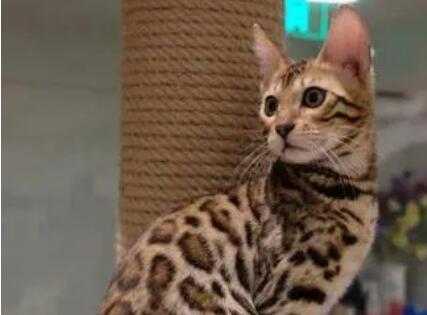 豹猫毛色的变化
