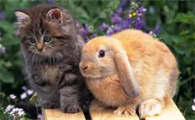 兔子的种类介绍和图片