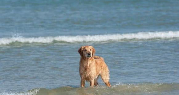 依比沙猎犬怎么挑选？怎么样？这些细节很实用
