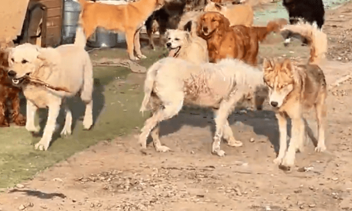为了能给自己找个家,救助站里的金毛犬紧抱领养人,各自展示才艺 为了能给自己找个家,救助站里的金毛犬紧抱领养人,各自展示才艺