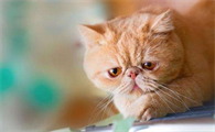 智商低的猫的表现