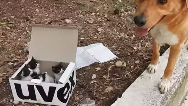 带着爱犬在海边散步,它突然就冲进了海里 带着爱犬在海边散步,它突然就冲进了海里
