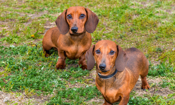 腊肠犬多少钱 腊肠犬多少钱