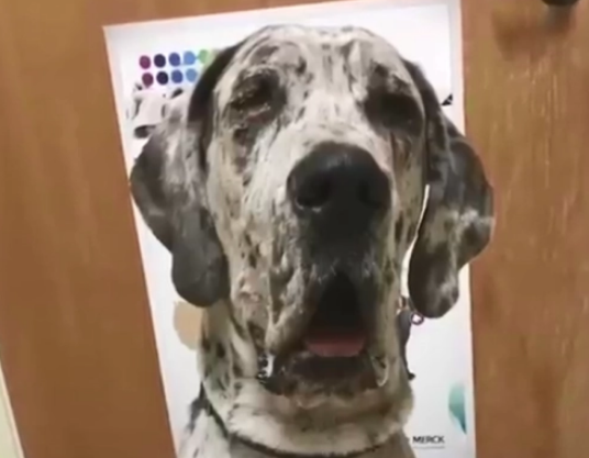 大丹犬没生过崽，但却当过数百只小狗的“妈妈”……超级暖！