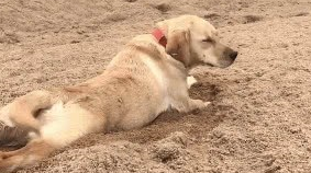 狗狗匍匐在沙地拖着身子，笑得网友差”