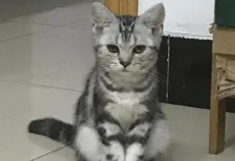 虎斑猫为什么不让人抱