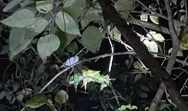 数百只鹦鹉被放生野外,是慈悲还是杀戮? 数百只鹦鹉被放生野外,是慈悲还是杀戮?