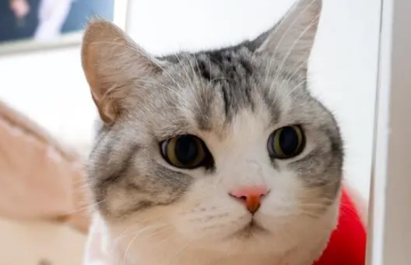 泡芙是什么品种的猫 泡芙是什么品种的猫