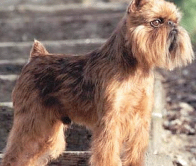 布鲁塞尔格里芬犬好养吗？该犬较好饲养