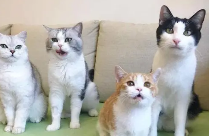 花花和三猫的猫都是什么品种