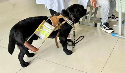 “盲人高考”导盲犬陪我上考场