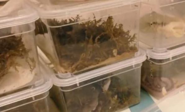 小区有人饲养上百条蛇，逃散至居民家中