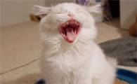 正常的猫嘴巴有味道吗
