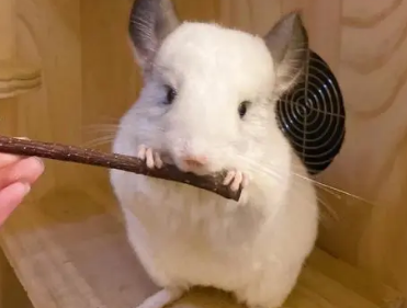 龙猫生气了怎么哄 龙猫生气了怎么哄