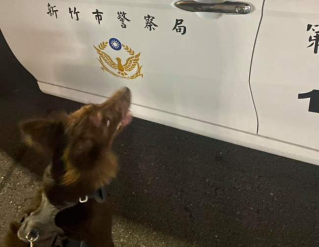铲屎官:心虚!我犯了什么罪,遛狗都会被警察盘问? 铲屎官:心虚!我犯了什么罪,遛狗都会被警察盘问?