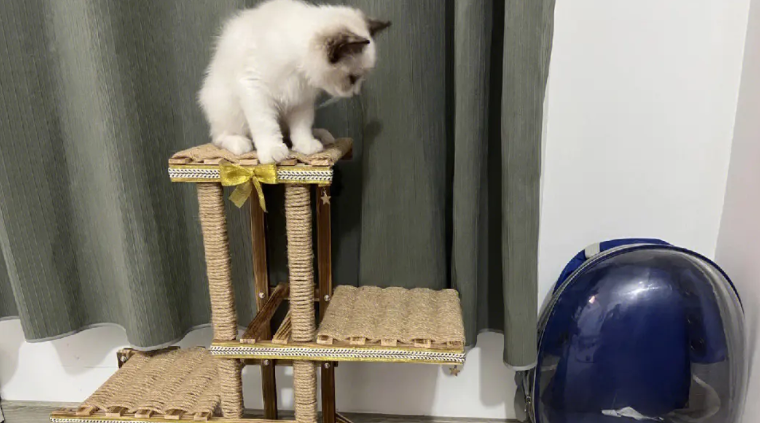 自制猫爬架用什么材料 自制猫爬架用什么材料