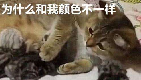 猫妈把小猫叼给铲屎官，对着铲屎官指手画脚，总感觉哪里不太对