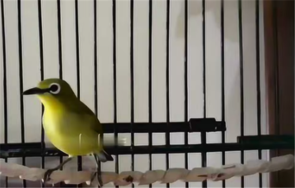 120分钟绣眼鸟叫声 120分钟绣眼鸟叫声