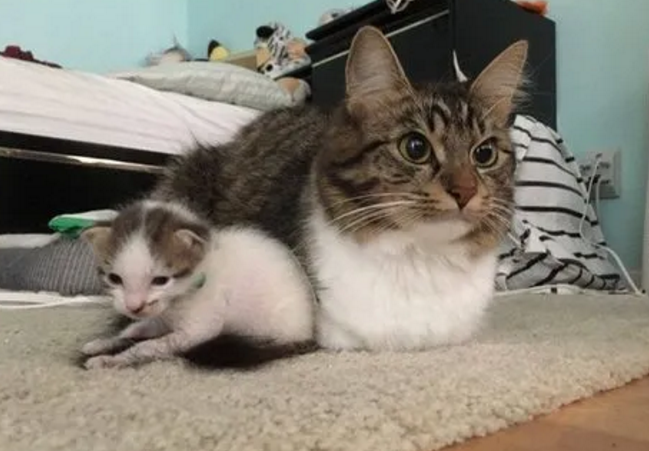 只生一只猫仔的寓意
