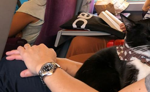 奶牛猫陪着主人环球旅行，主人默默背着猫砂，网友：别人家的猫