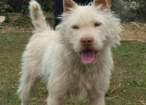 下司犬几个月训练最好，下司犬几个月开始训练