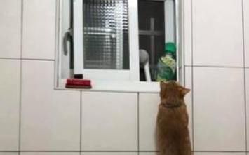 猫咪兄弟“逃狱”分工合作，一个垫背一个爬窗，主人看了大吃一惊