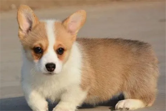 上海柯基犬多少钱一只